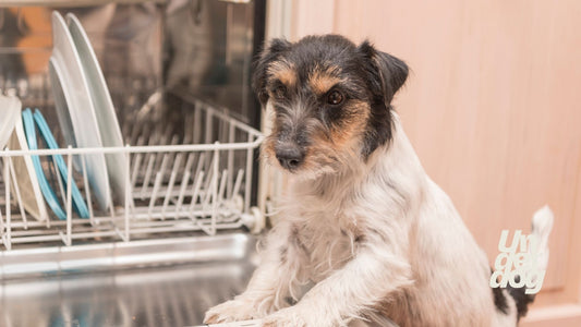 Un chien pose ses deux pattes sur la porte du lave-vaisselle.