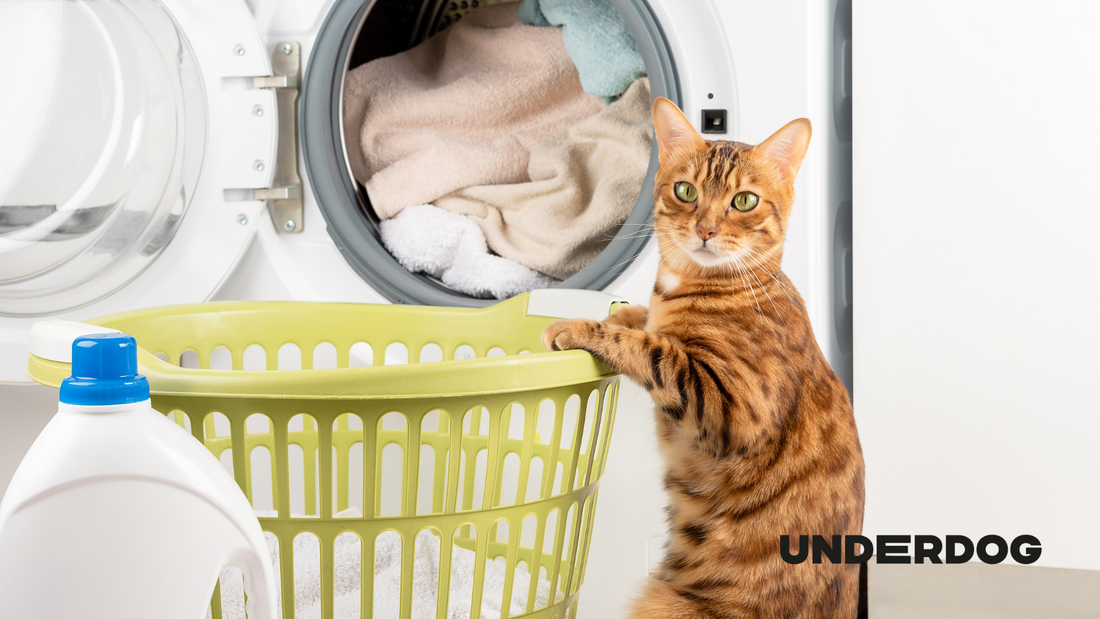 Un chat devant un sèche-linge
