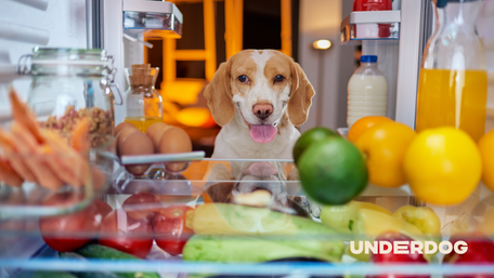 Un chien est assis devant un réfrigérateur ouvert
