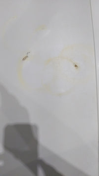 Seche-Linge Condensation 6 kg Reconditionné MIELE T 7644 C : détails