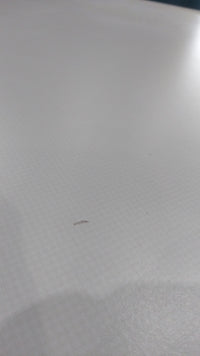 Lave-linge Hublot 7 kg Reconditionné MIELE W 3164